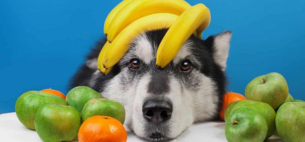 Какие фрукты можно давать собаке?